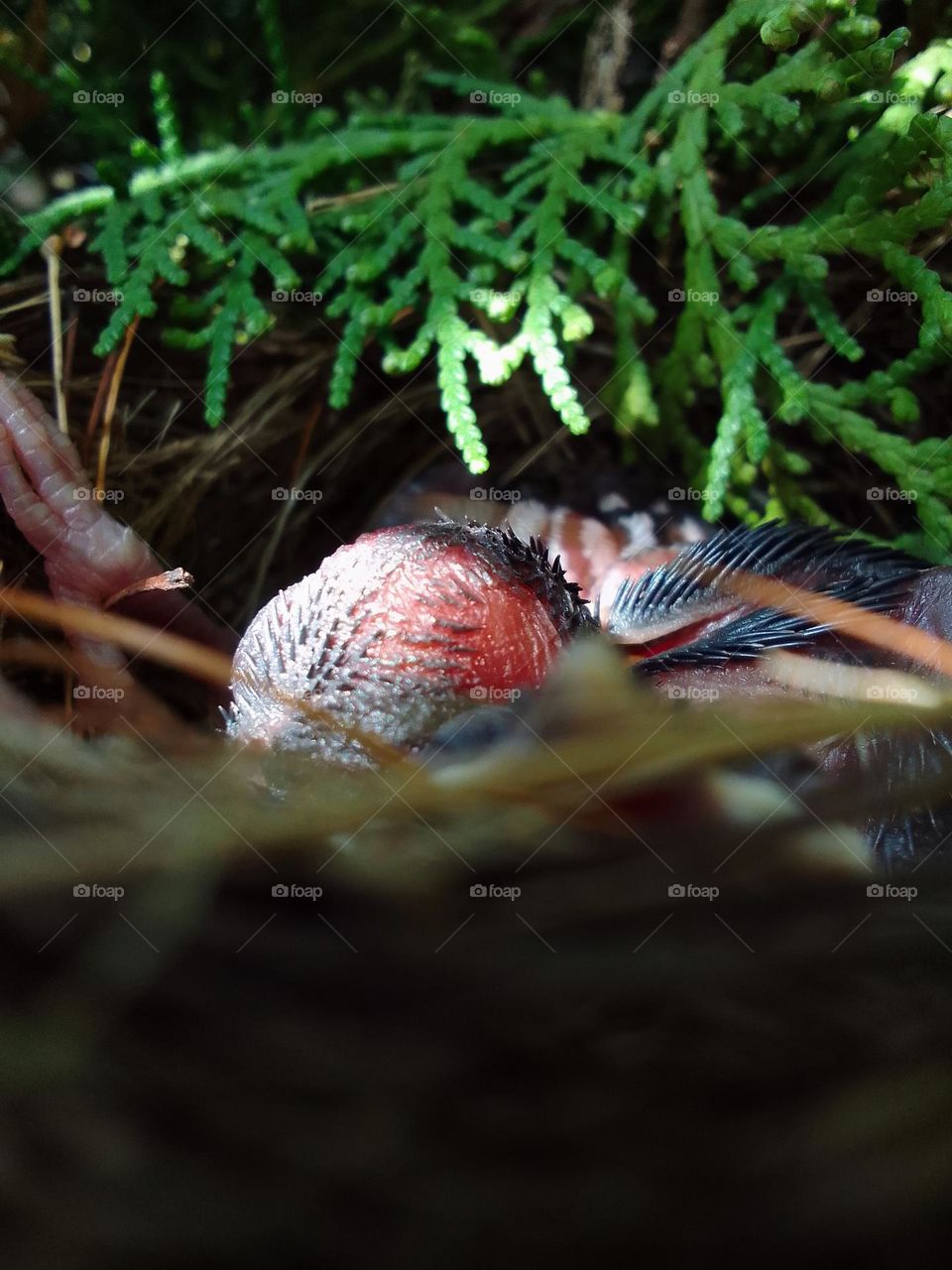 Nestlings. I just found them dropped down and returned them to their nest, and now I hope they will fly in coming days.