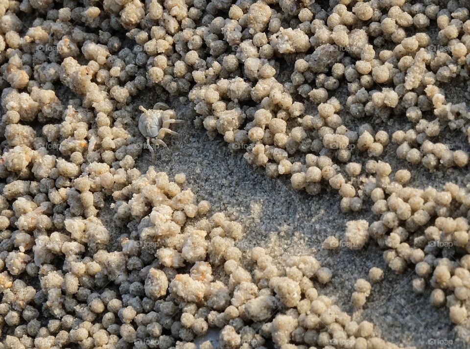 Perseverance of ghost crab to mold sand to make walk way 