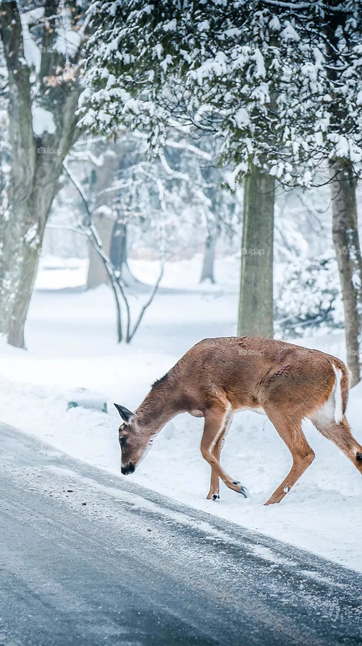 Deer