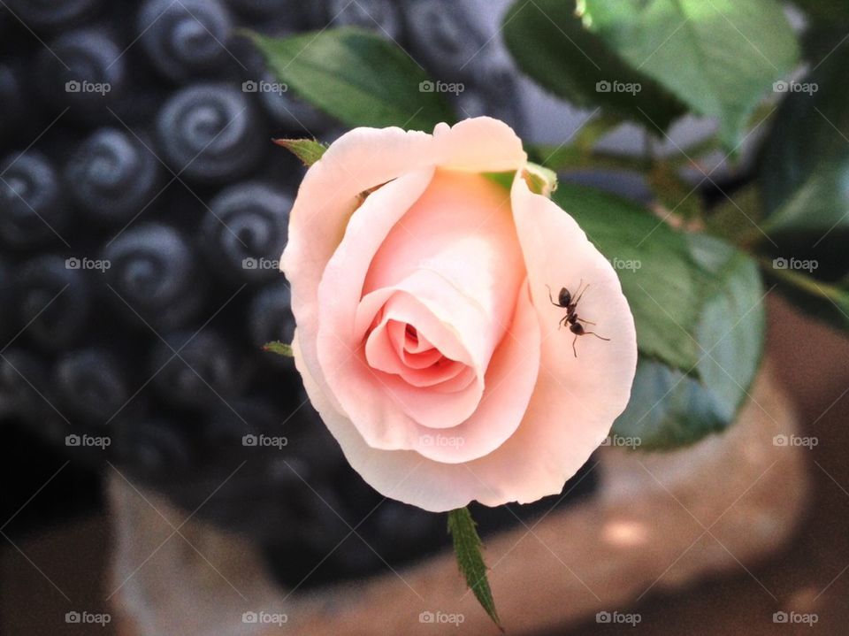 Pink rosé with an ant