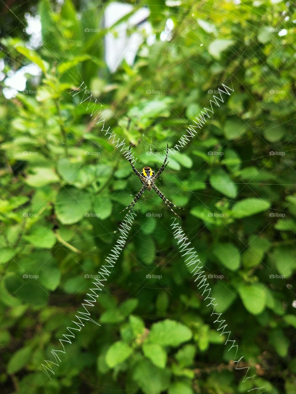 Spider in her web😍🕷️🕸️ Seems like I have captured the best designer.🕸️ Love this nature's beauty.