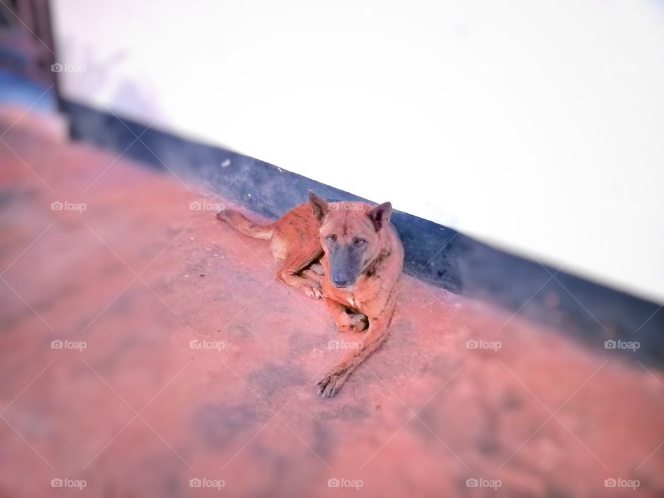 Local dog in the area of Kalimantan Indonesia