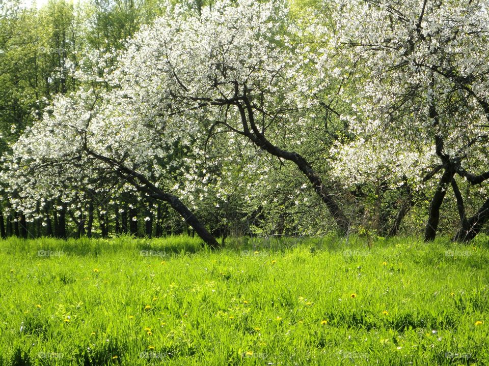 Landscape, Tree, Flower, Nature, Season