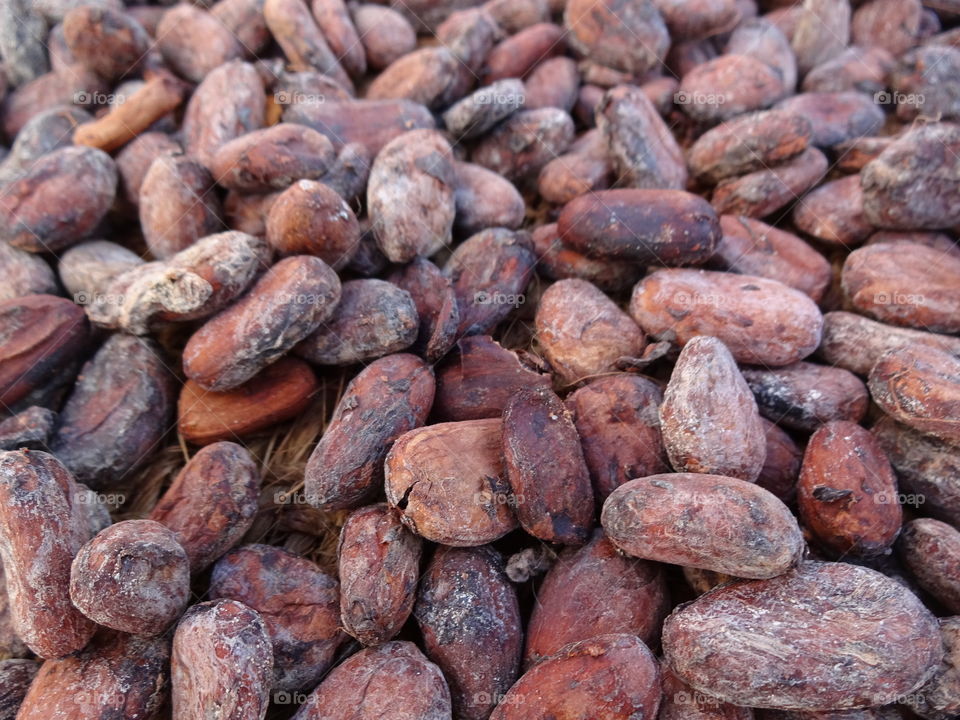 Full frame shot of cocoa beans