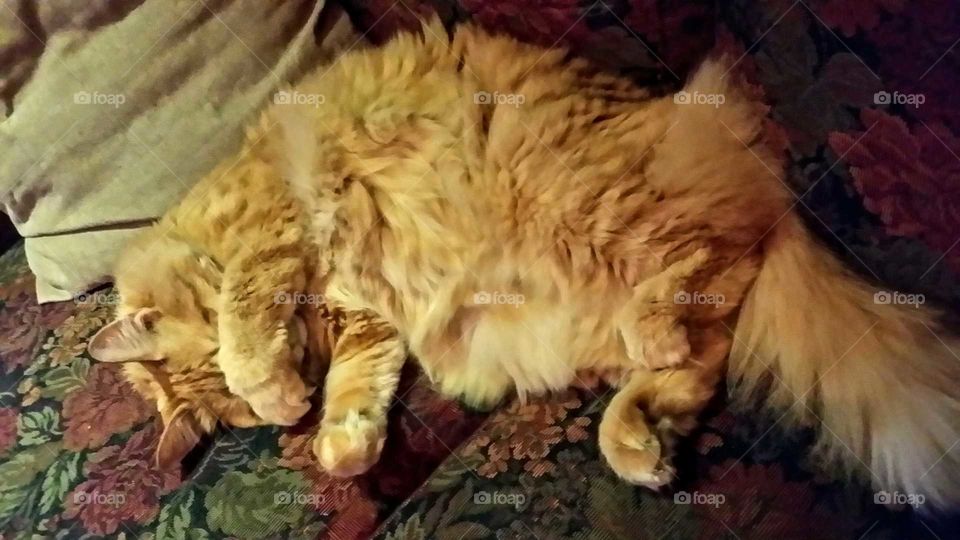 Orange long-haired cat covering is face with is paw