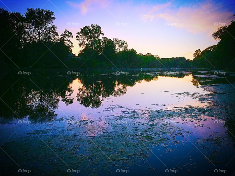 Reflection of forest