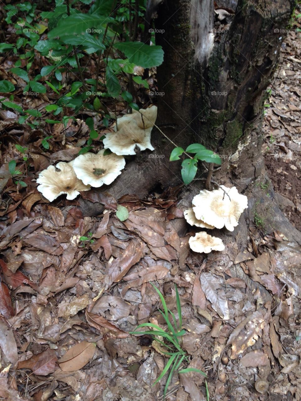 Mushrooms in the forest 