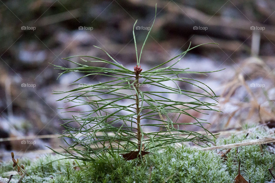 Young small tree - conifer