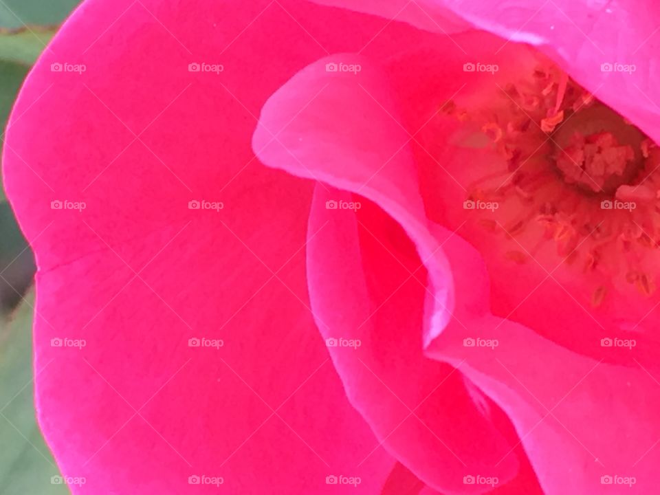 Beautiful color closeup of rose petal edges and flower center