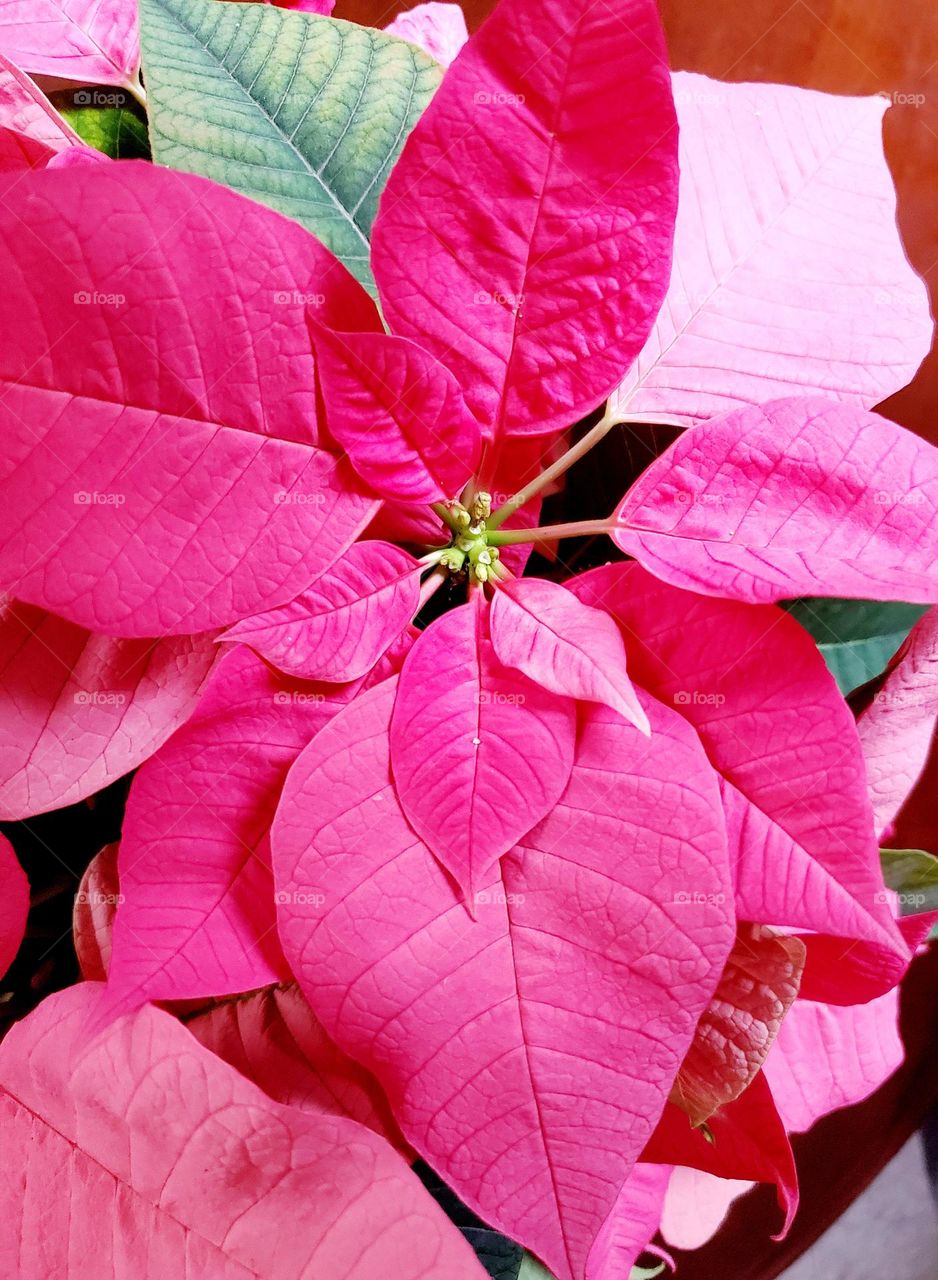 Pink poinsettia