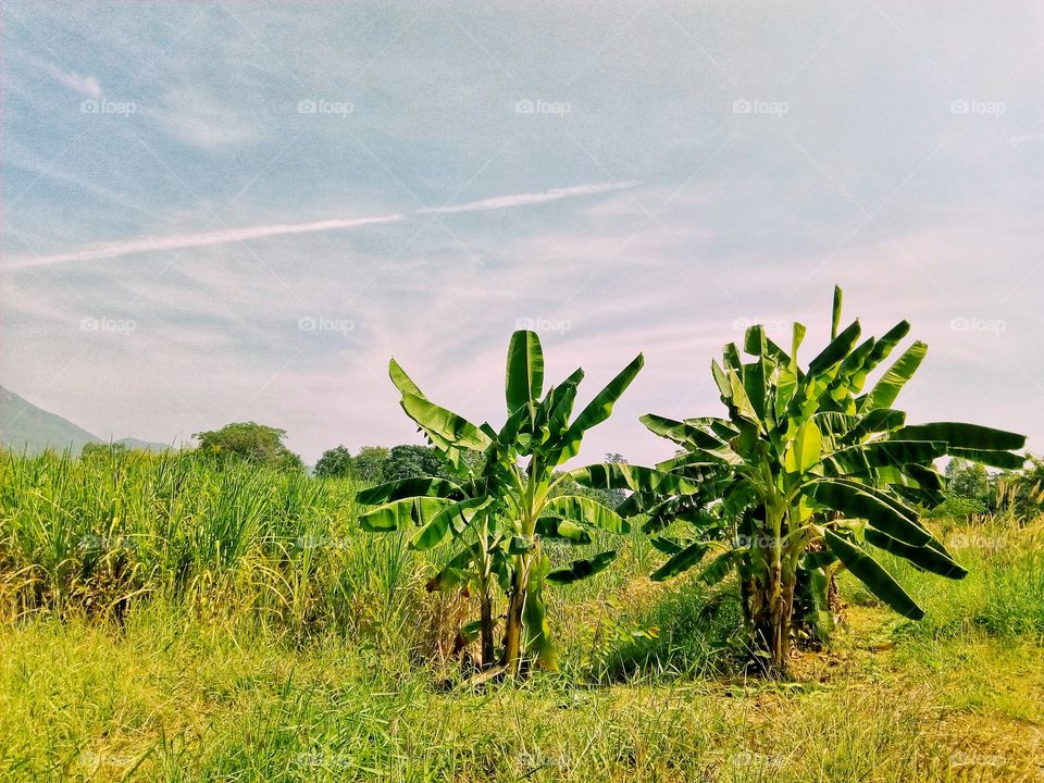 banana,tree,sky