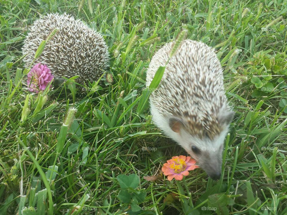 hedgie friends