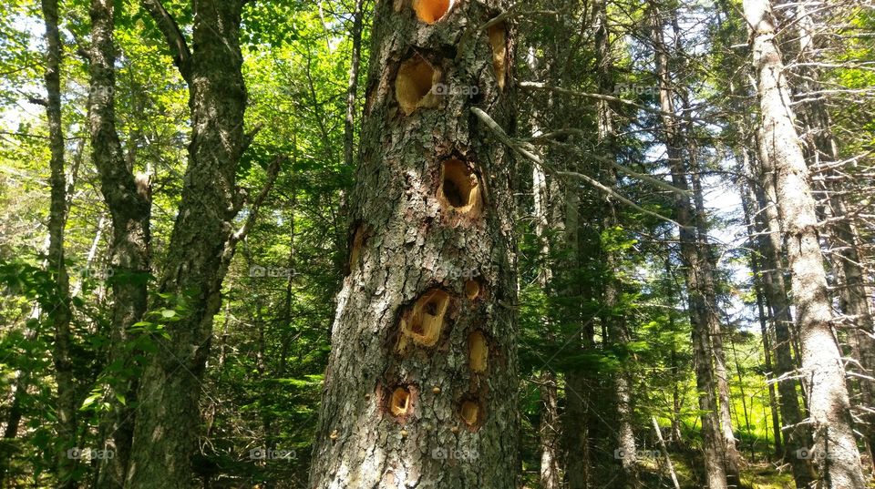 busy woodpecker