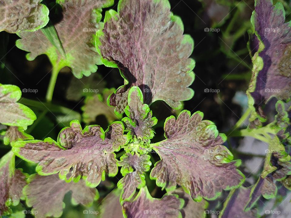 DULL BUT BEAUTIFUL, FULL OF BENEFITS FROM NATURE