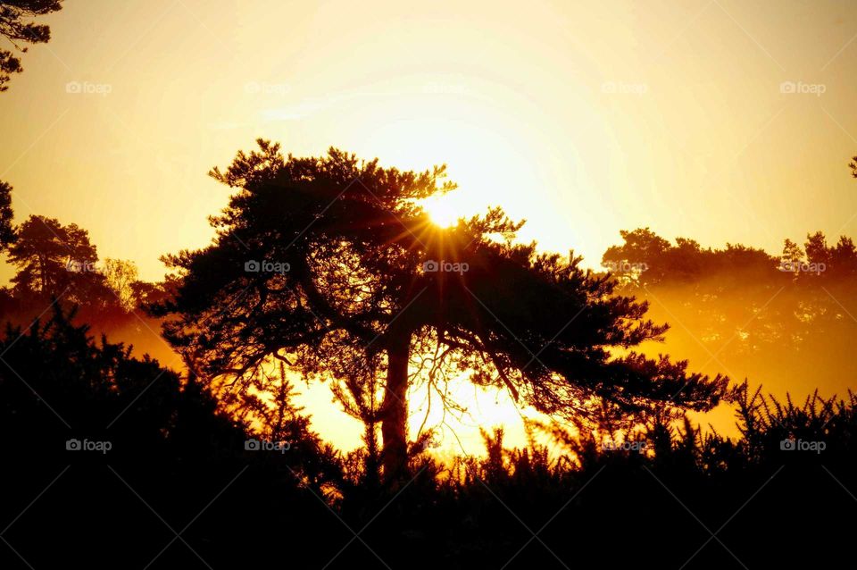 Tree in front of the rising sun