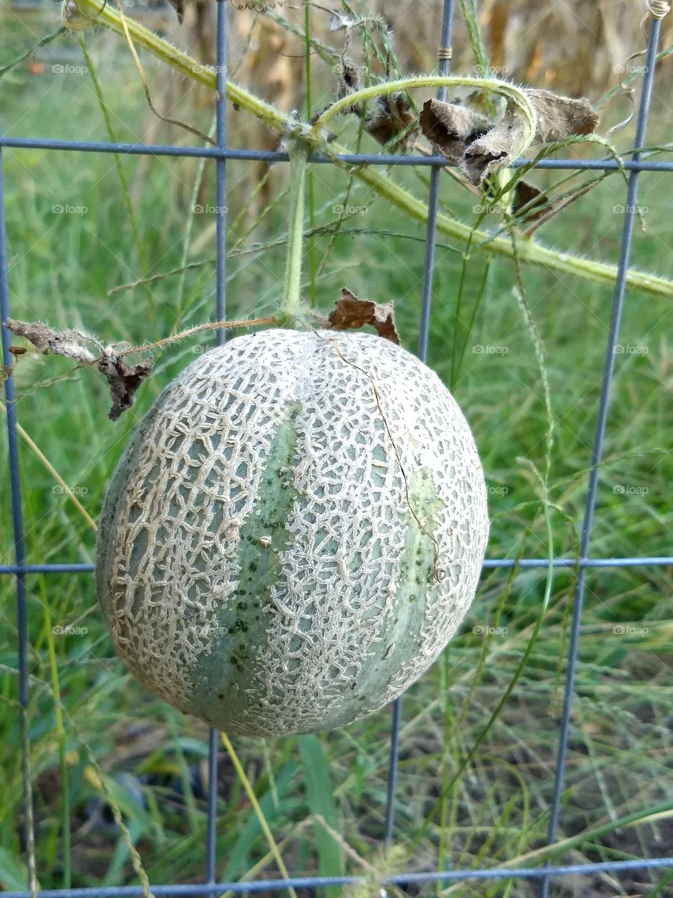 baby cantelope on the vine