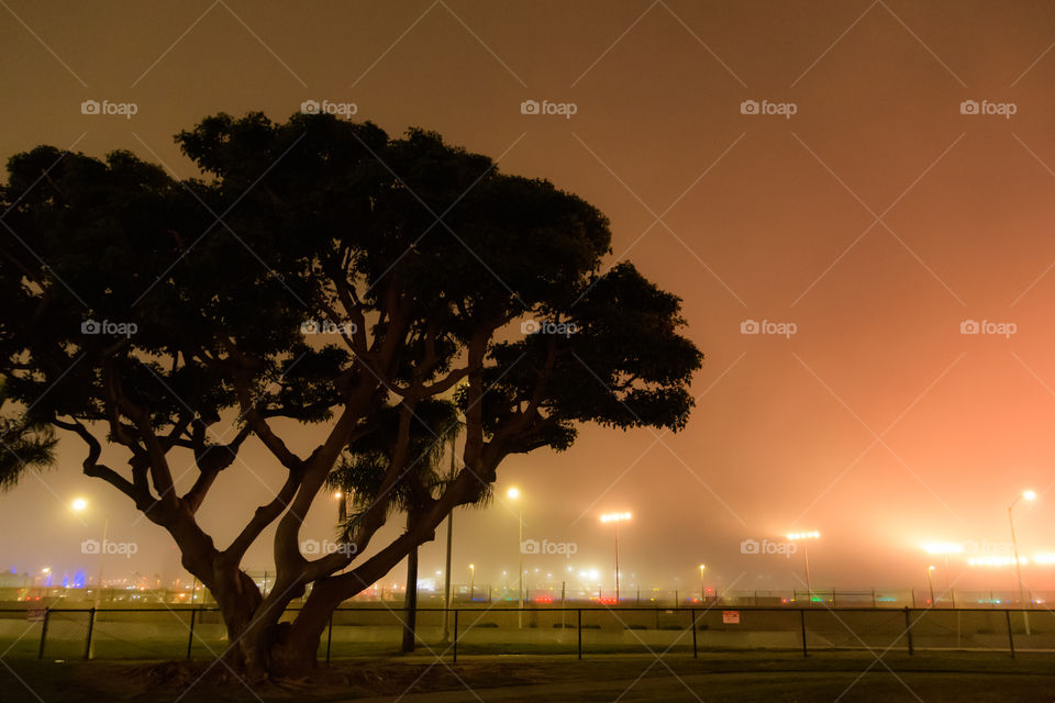 Foggy night in L.A. Trees and lights by the airport.