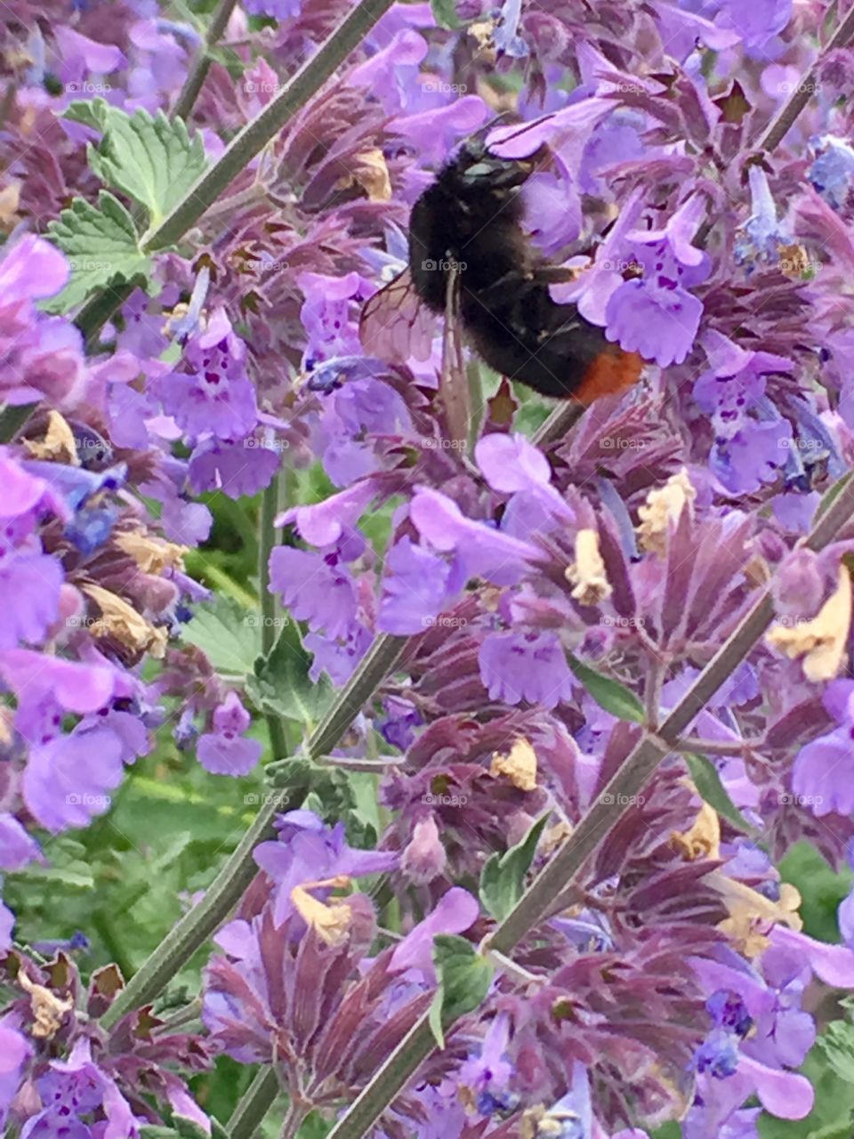 Beautiful flowers and bee 