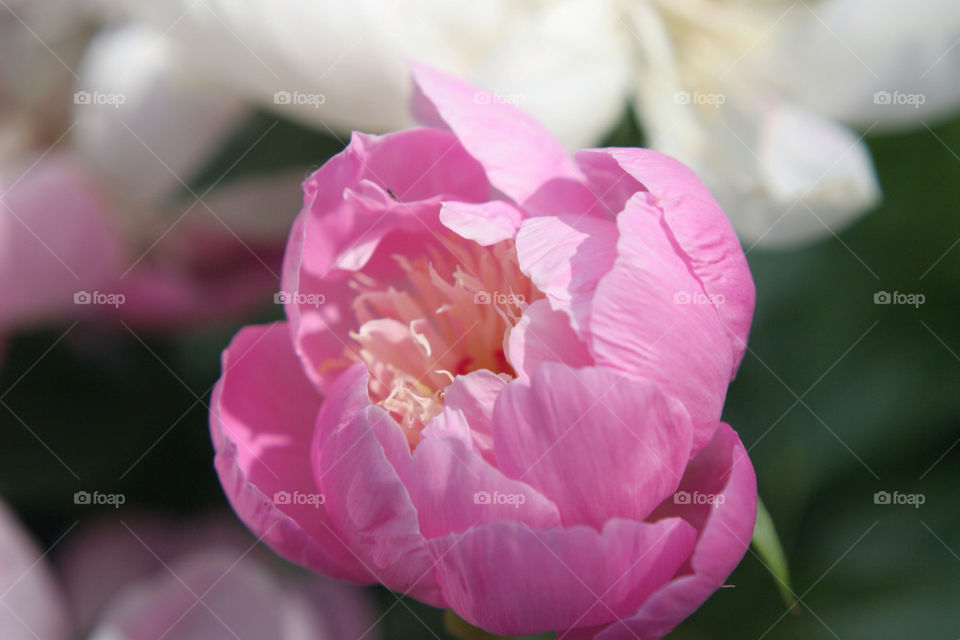 garden pink flower love by chaobella