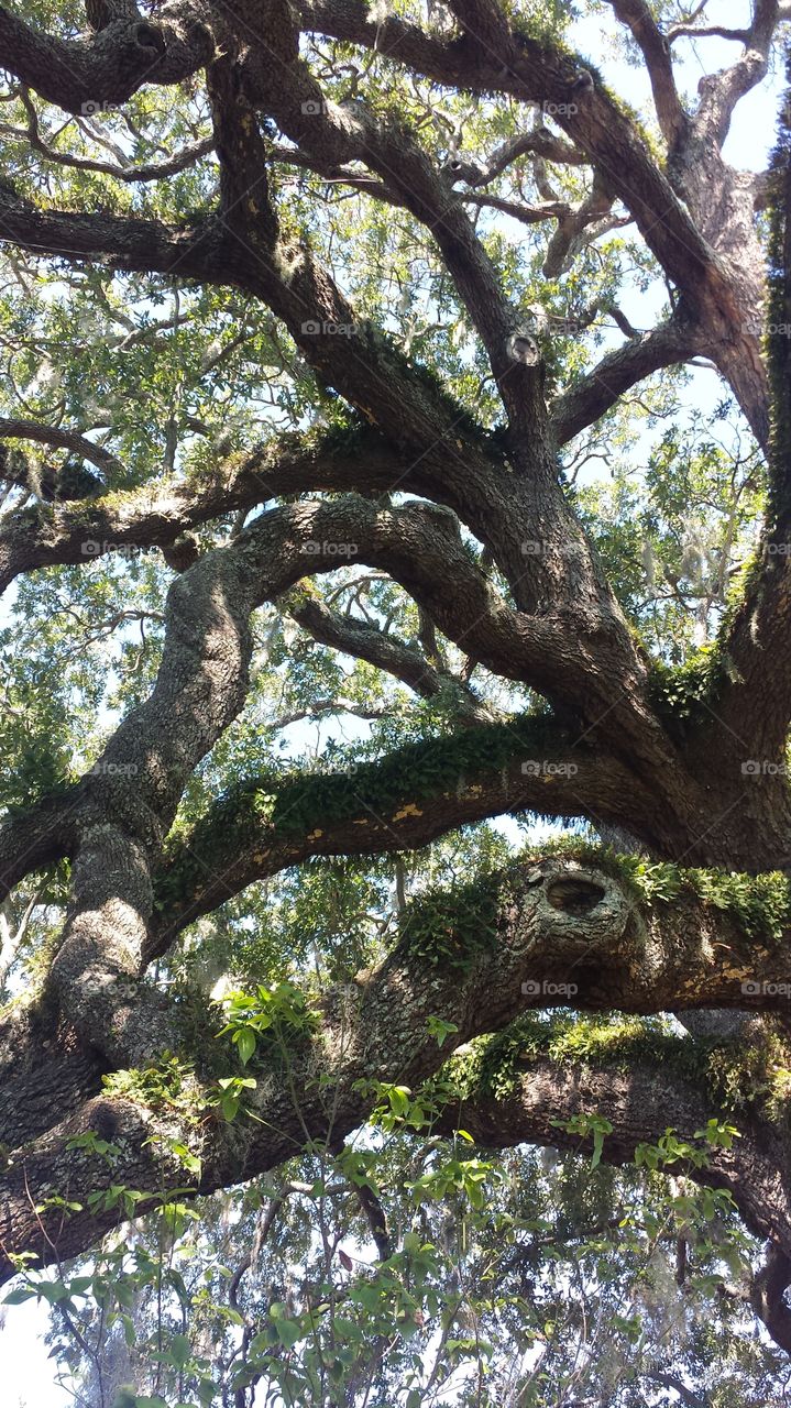 Live Oak