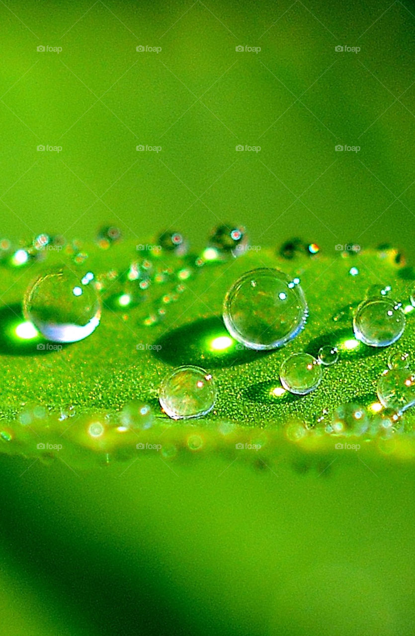 Close-up of a water drop on green leaf