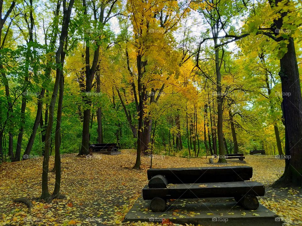 Autumn forest