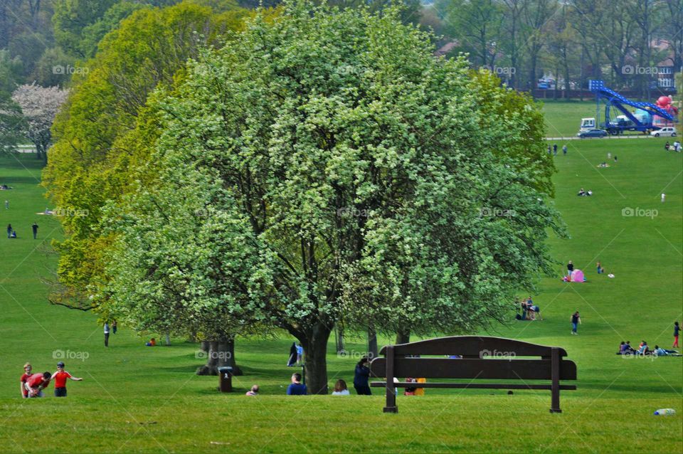 family leisure under tree