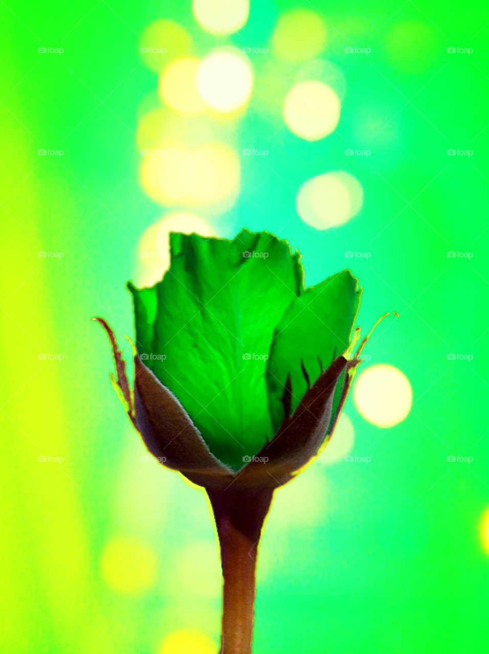 green flower color colourful by upyanose