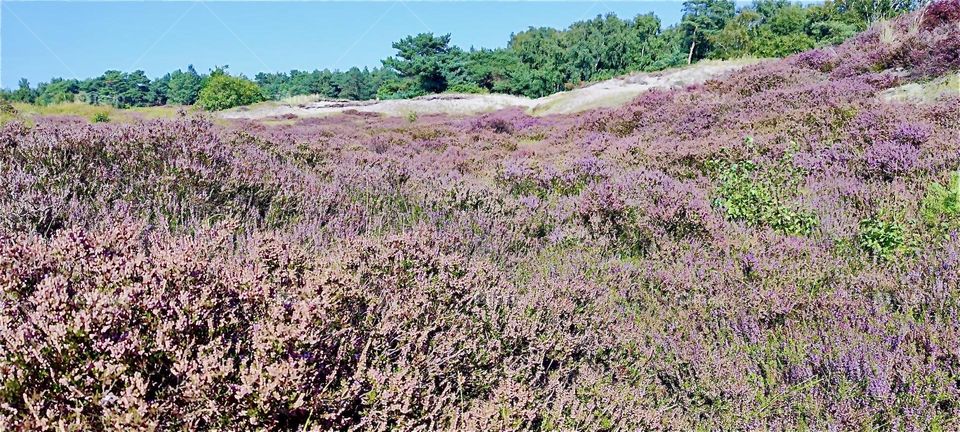 These clover filled meadows stretch out sheer endlessly behind the sand dunes on the shores of the island “Hiddensee” in the “Baltic Sea” or “Ostsee” in “Mecklenburg - Western Pomerania”, Germany. 2024. Hypnotic Productions
