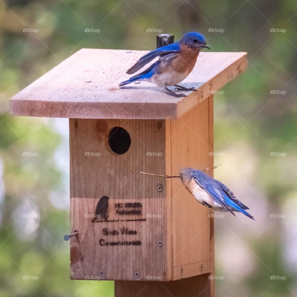 Mr. bluebird is on the lookout while Mrs. bluebird builds the nest. 