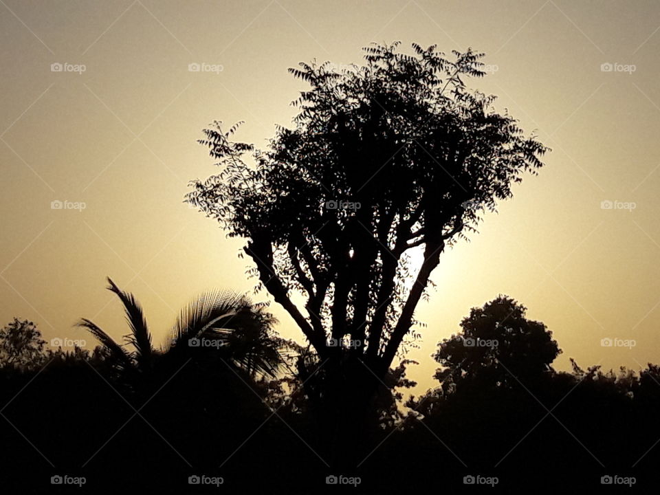 Dawn, Tree, Silhouette, Sunset, Backlit