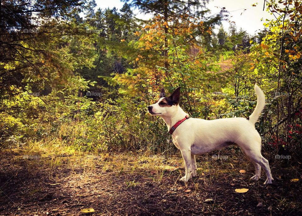 Jack Russell Terrier dog standing on a trail in an autumn forest. 
