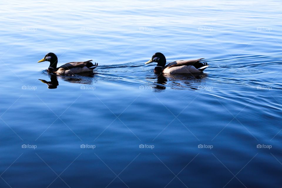 A pair of beautiful ducks on the watery surface of a clean lake