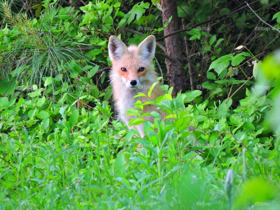 Momma red fox