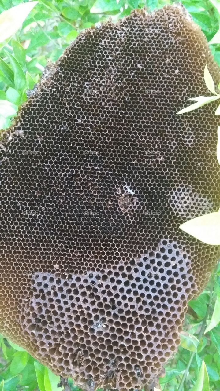 ababdoned honeybee nest