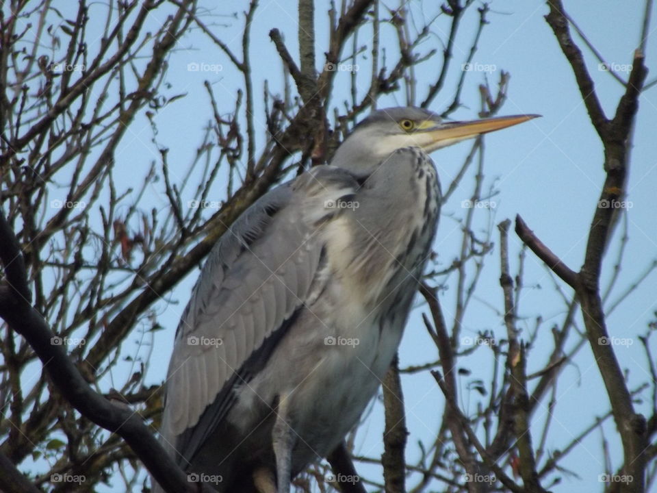 Grey Heron In A Tree