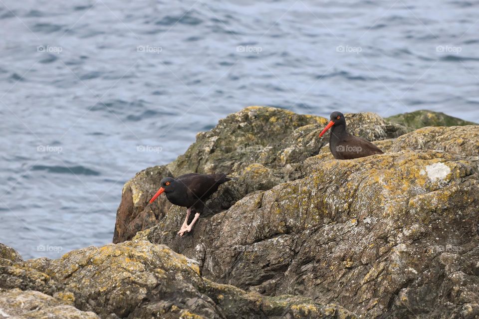 Oystercatchers on the rocks 