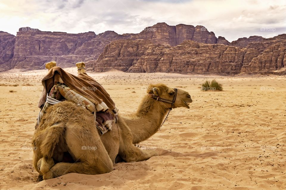 Wadi Rum