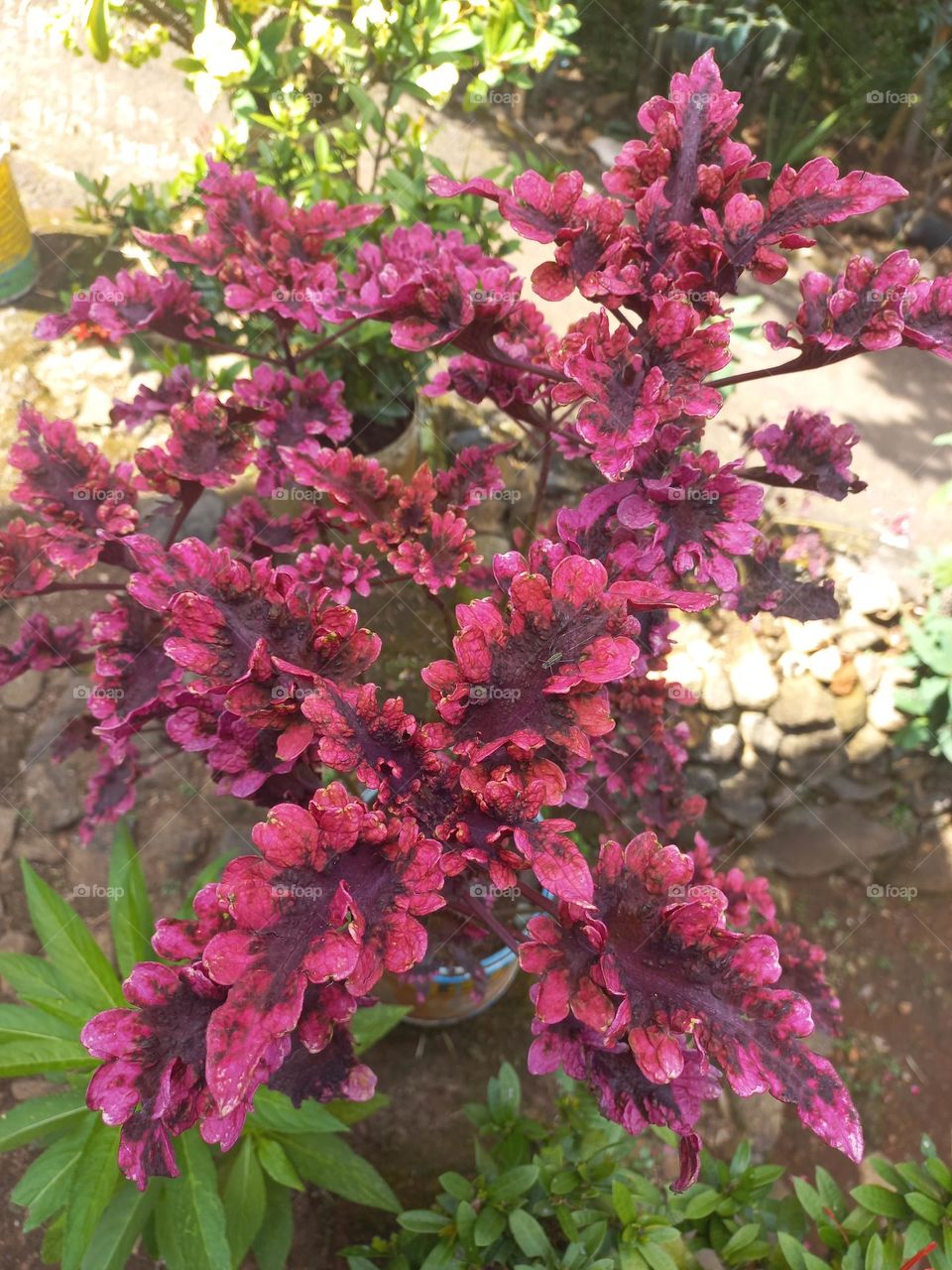 The miana plant is an ornamental plant with the physical characteristics of leaves that vary in color and are abundant in nature