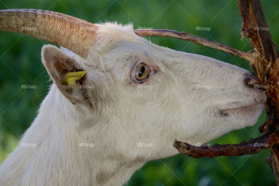 Close-up of goat head