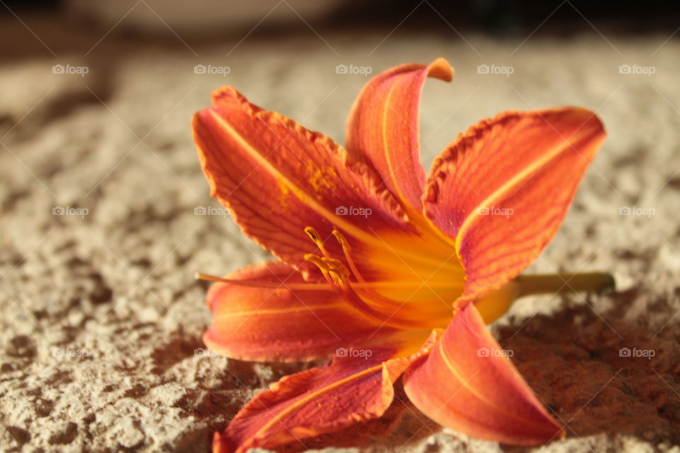Flowers, summer, bright background, orange background, flower in detail, lily, orange, red flower, stamens, stems, vessels, vagina, sex, hot photo, juicy, orange color ok orange background, stripes, bright stripes, concrete, on concrete flowers, phot