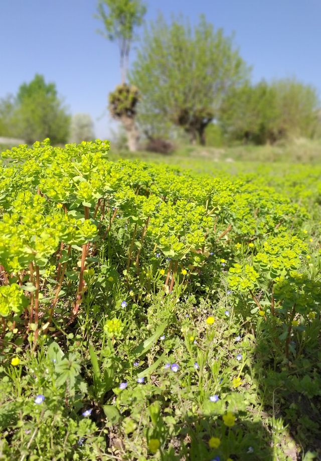 green fields