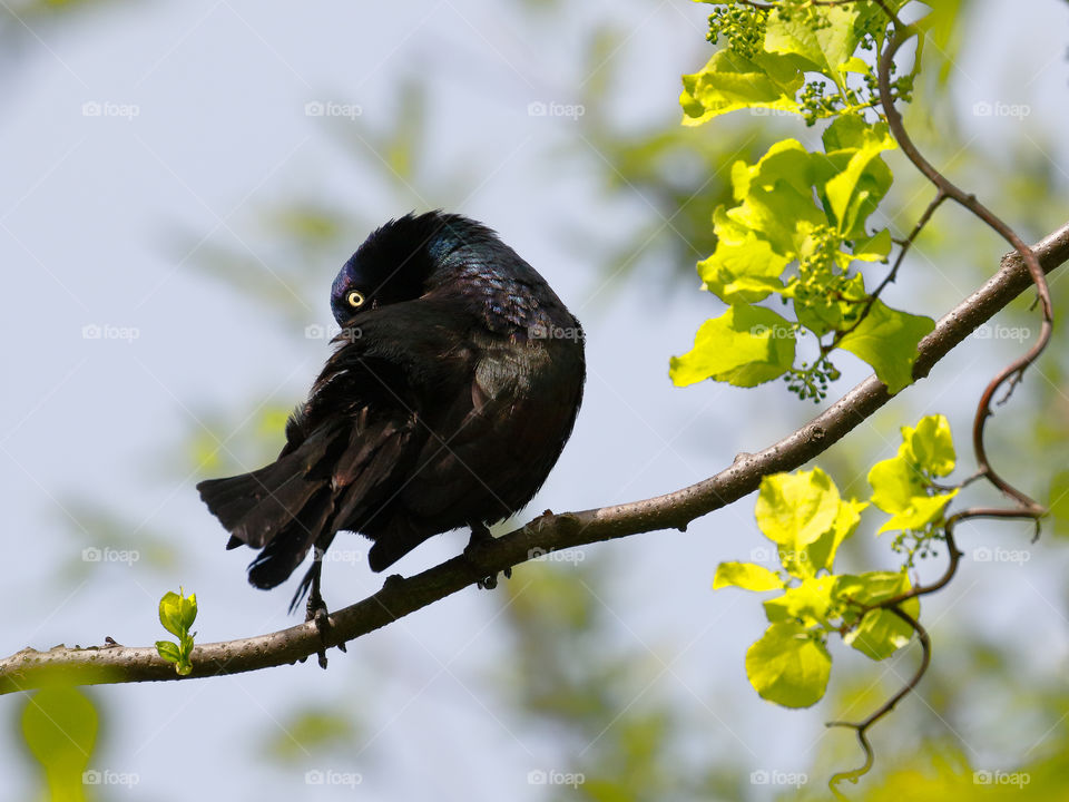 A common grackle preens 