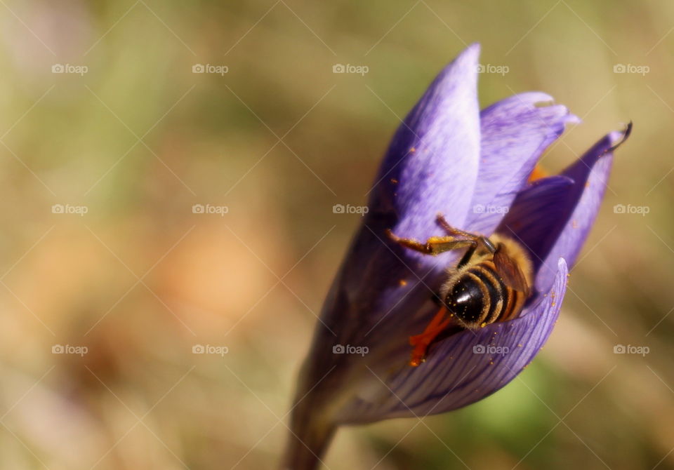 Close-up of bee pollinating flower