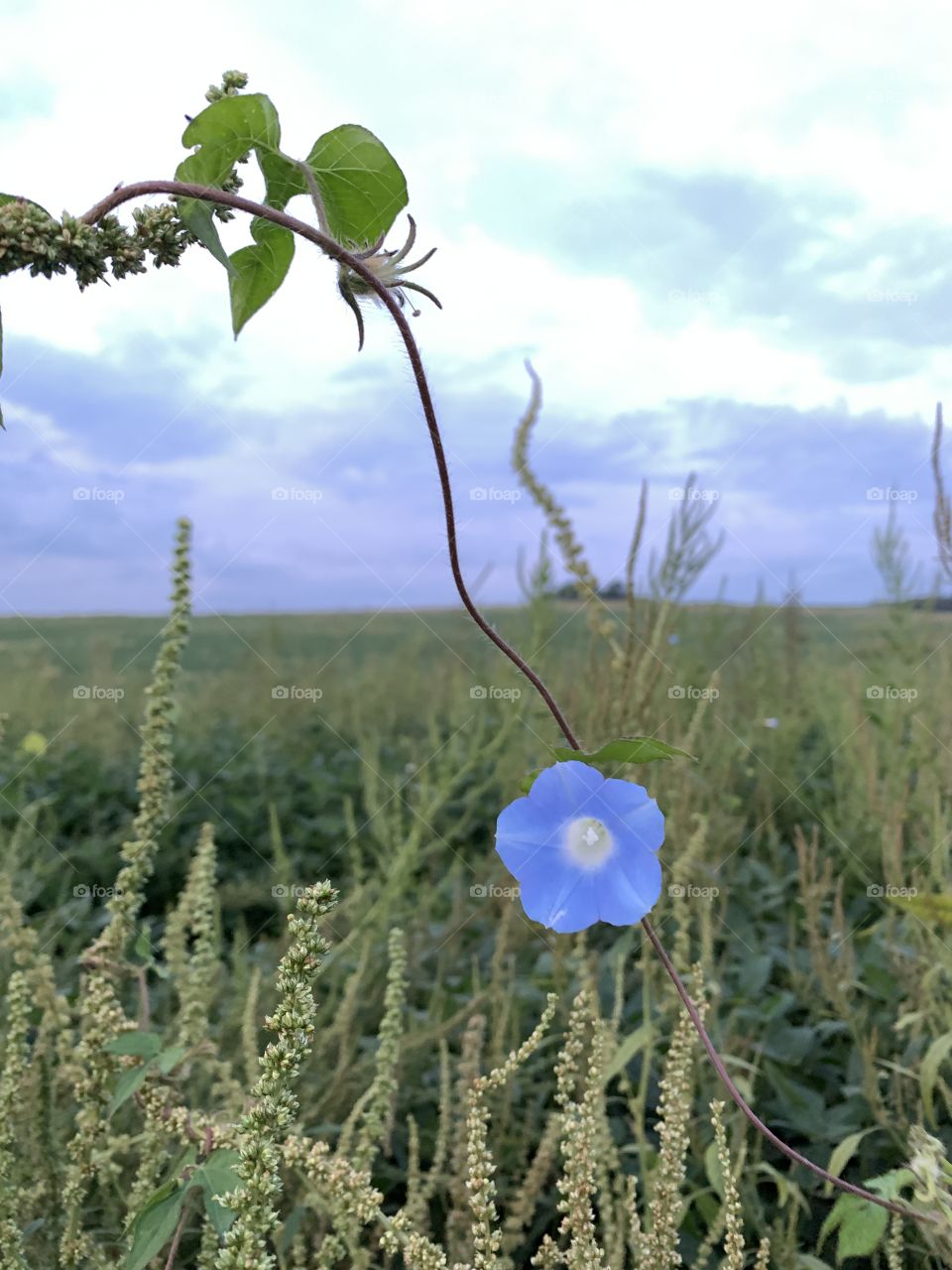 A single blue Morning Glory in a meadow with beautiful clouds to match on the horizon - portrait