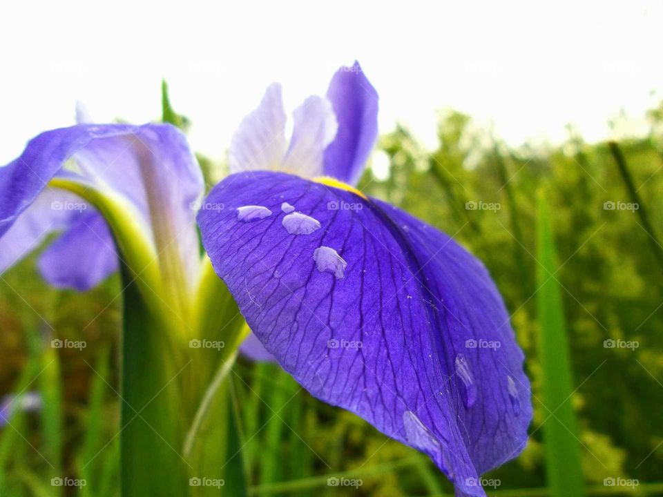 Purple flower. Flower at Cottonwood trail Spartanburg SC