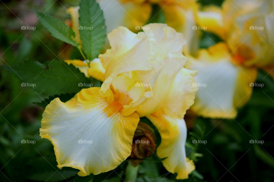 Yellow & White Iris