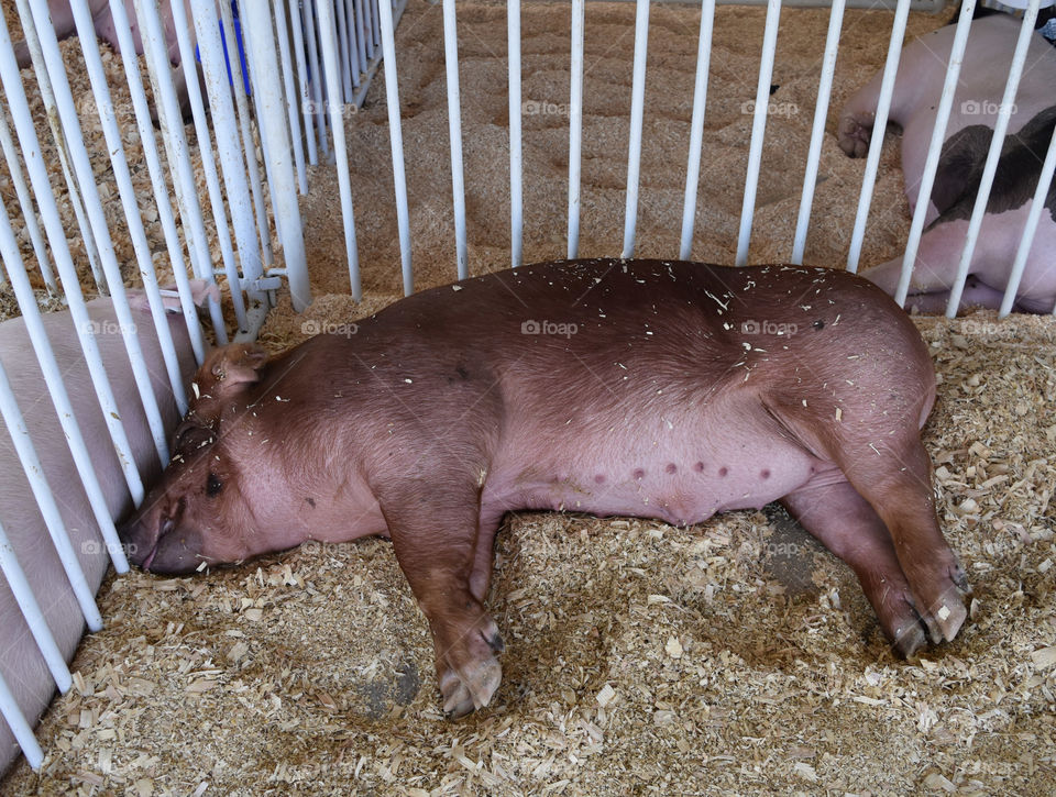Pig sleeping at the state fair