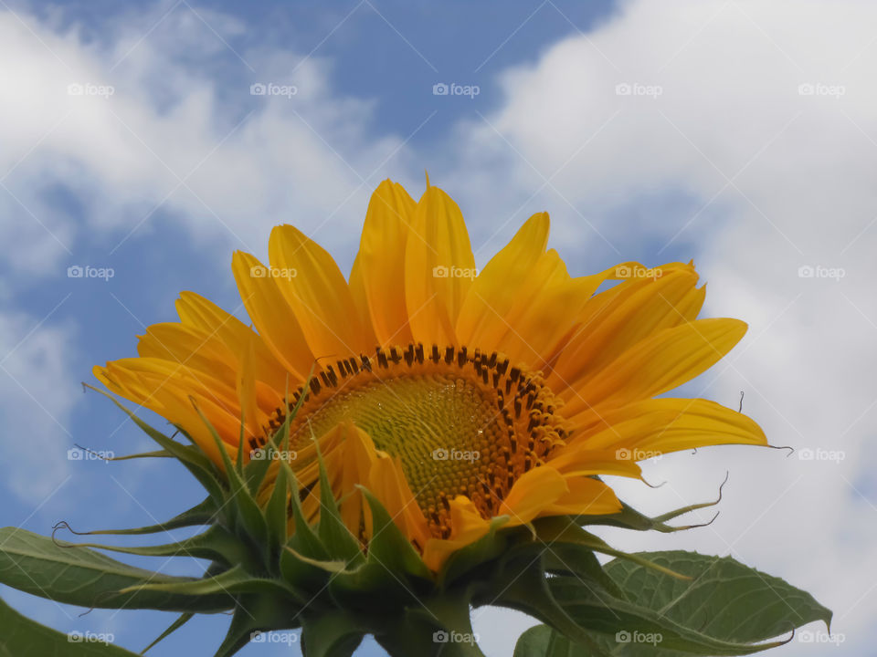 Sunflower against a Partially Cloudy Sky