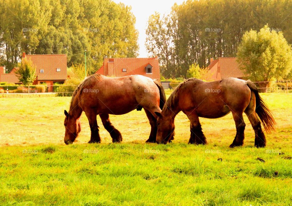 beautiful horses